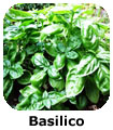 Basilico